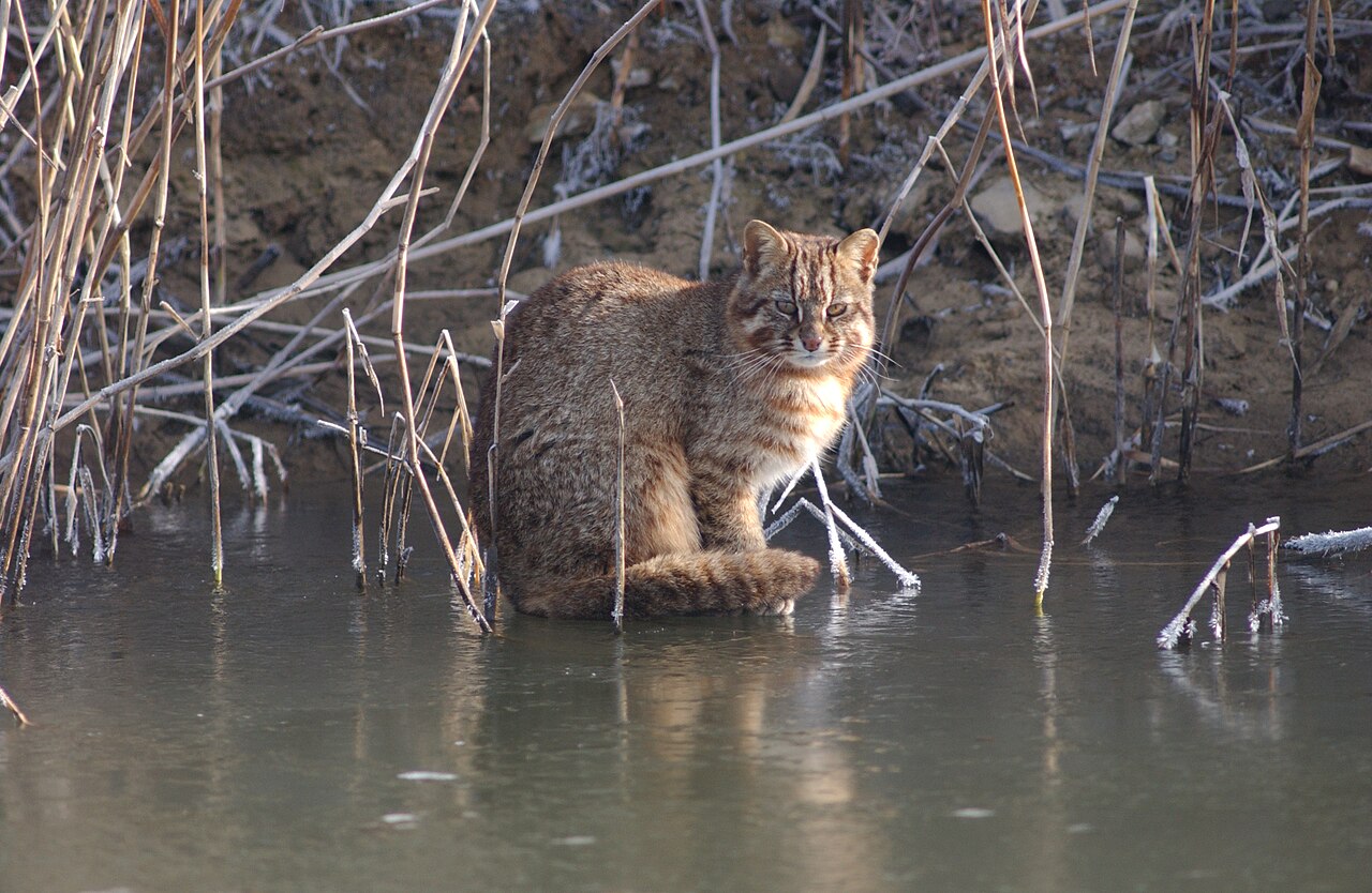 Leopard cat in winter coat